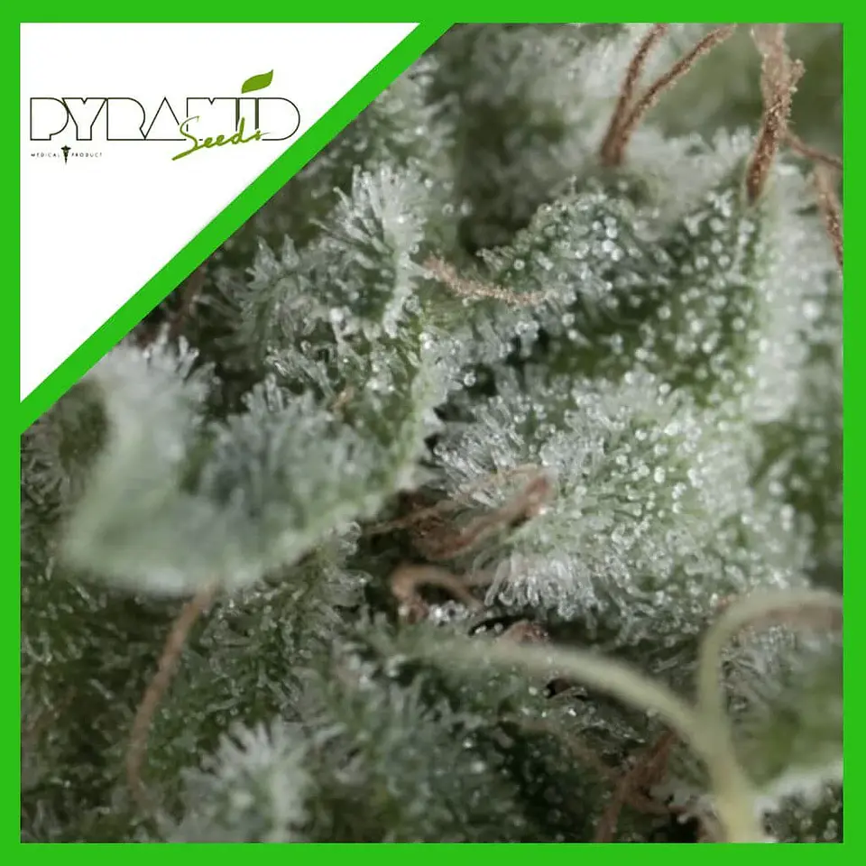 Nefertiti Auto -Pyramid Seeds (X5+2/X3+1) 2