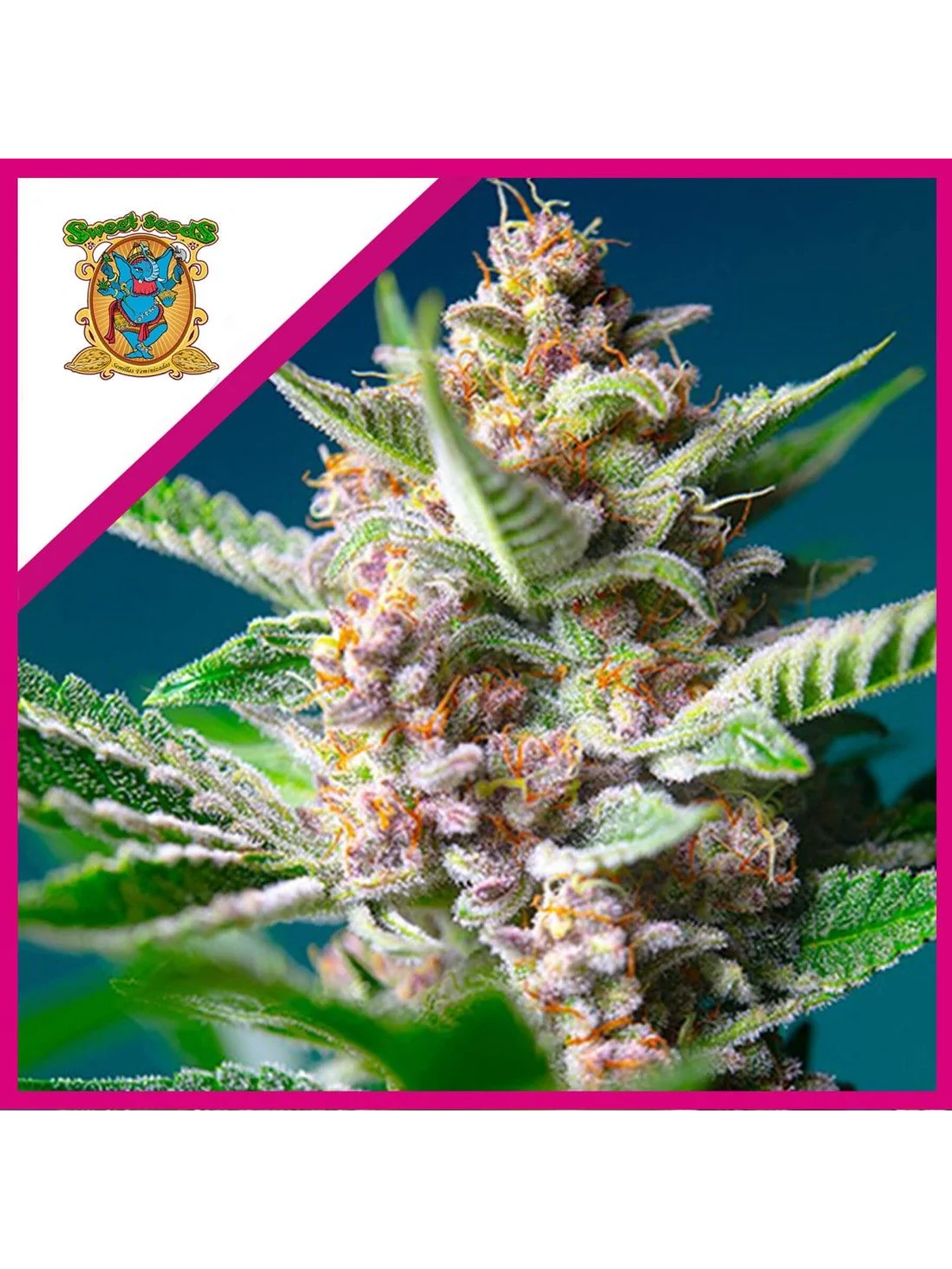 Purple Punch Og Fem® -Sweet Seeds (X5+2/X3+1) 2