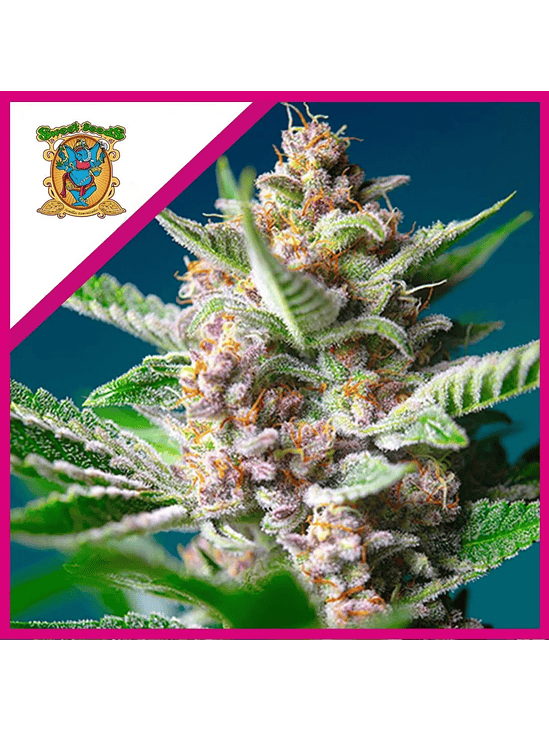 Purple Punch Og Fem® X5+2-Sweet Seeds 2