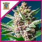 Purple Punch Og Fem® -Sweet Seeds (X5+2/X3+1) - Miniatura 2
