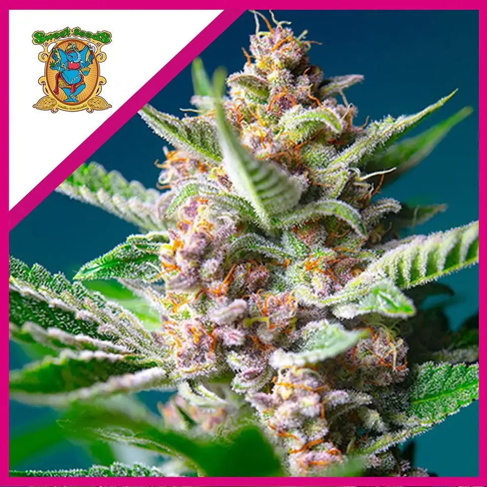 Purple Punch Og Fem® -Sweet Seeds (X5+2/X3+1) 2