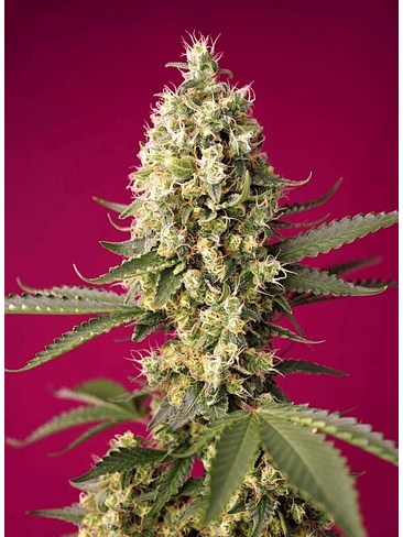 Skywalker Og Runtz Xl Auto X25-Sweet Seeds 2