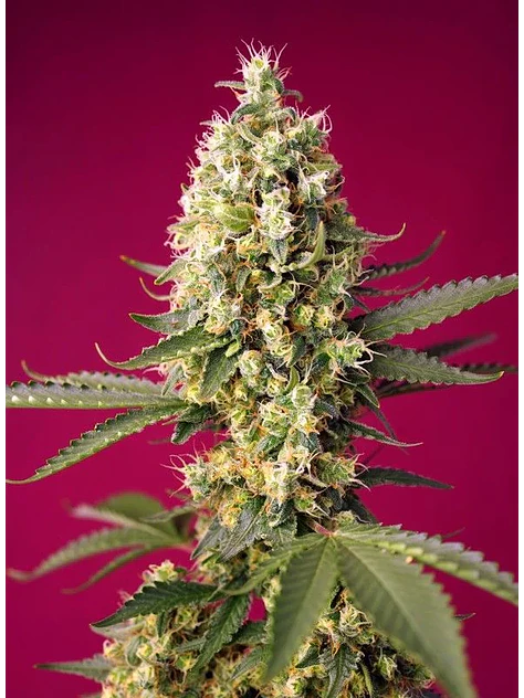Skywalker Og Runtz Xl Auto -Sweet Seeds (X25/X3+1) 2