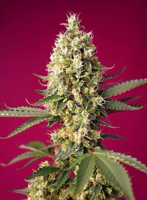 Skywalker Og Runtz Xl Auto -Sweet Seeds (X25/X3+1)
