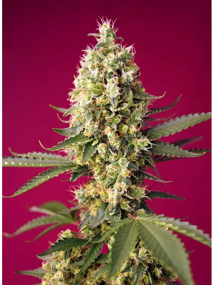 Skywalker Og Runtz Xl Auto -Sweet Seeds (X25/X3+1) 2