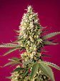 Skywalker Og Runtz Xl Auto -Sweet Seeds (X25/X3+1) - Miniatura 2