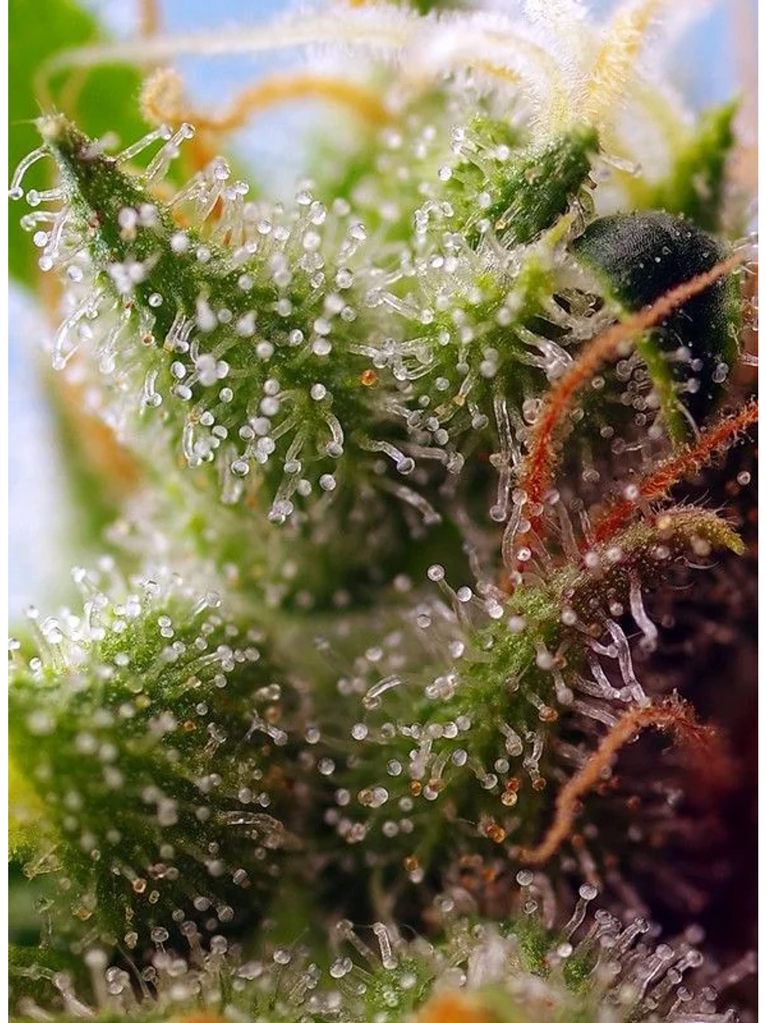 Skywalker Og Runtz Xl Auto -Sweet Seeds (X25/X3+1) 3