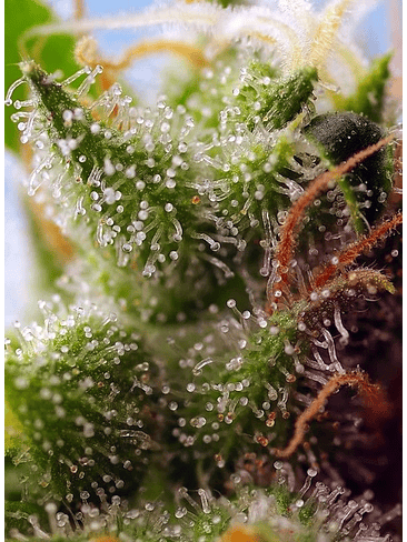 Skywalker Og Runtz Xl Auto X25-Sweet Seeds 3