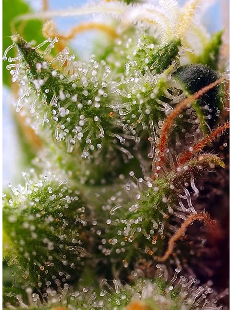 Skywalker Og Runtz Xl Auto -Sweet Seeds (X25/X3+1) 3