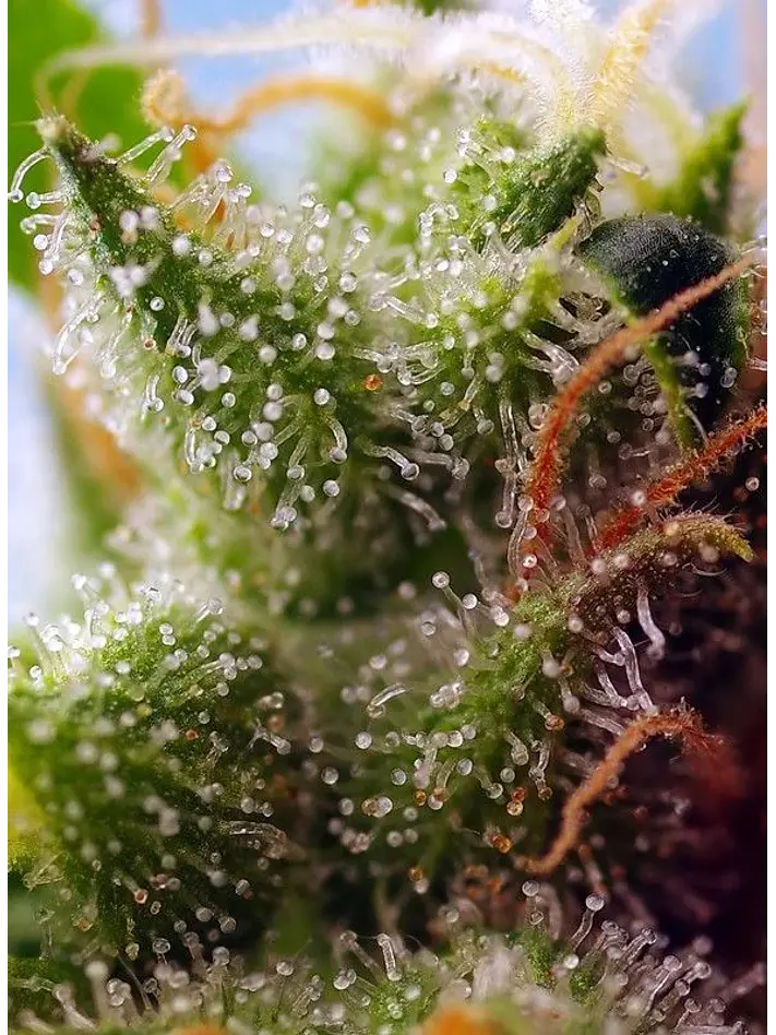 Skywalker Og Runtz Xl Auto -Sweet Seeds (X25/X3+1) 3
