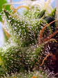 Skywalker Og Runtz Xl Auto -Sweet Seeds (X25/X3+1) - Miniatura 3