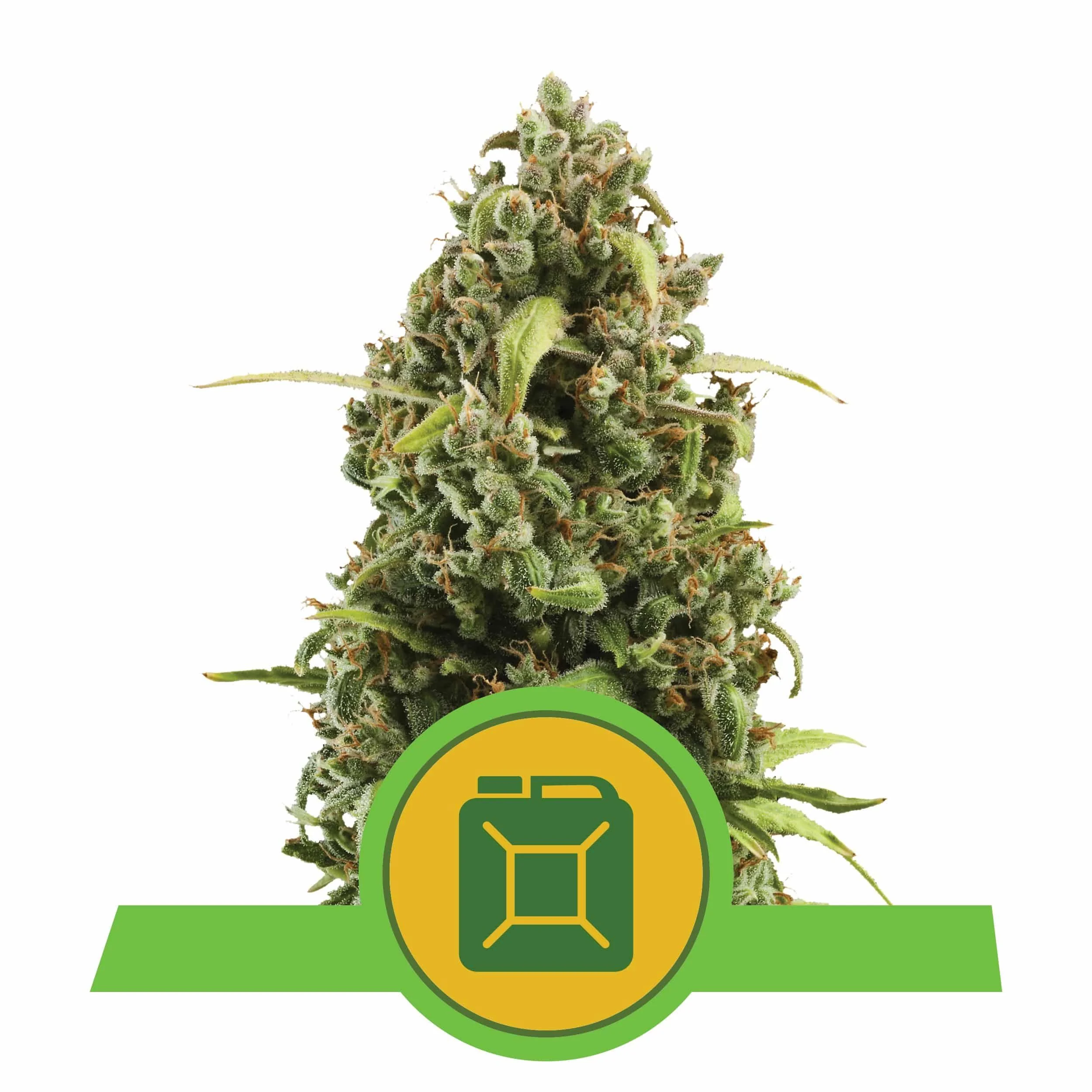 Diesel Auto -Royal Queen (X10/X3) 3