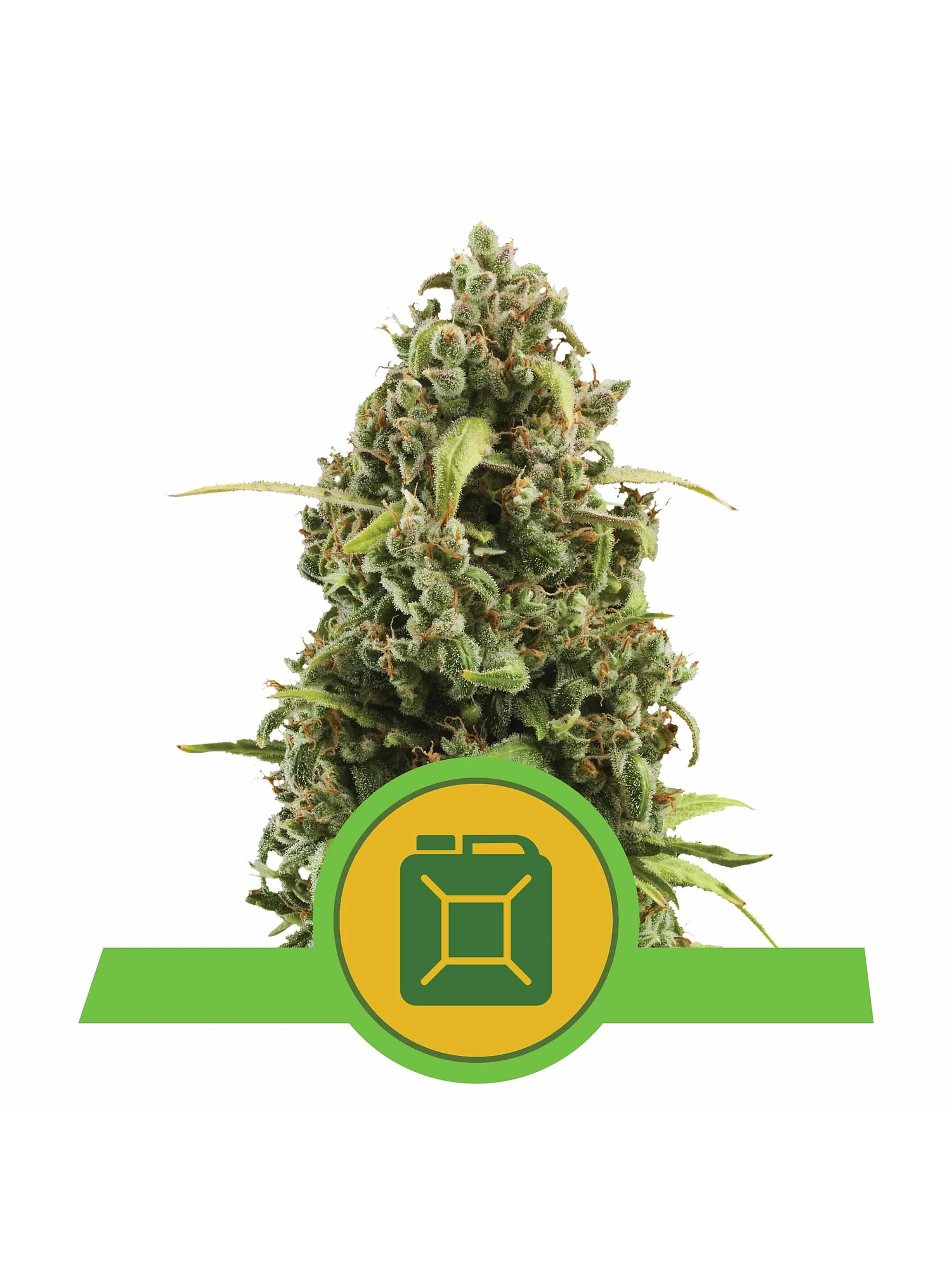 Diesel Auto -Royal Queen (X10/X3) 3