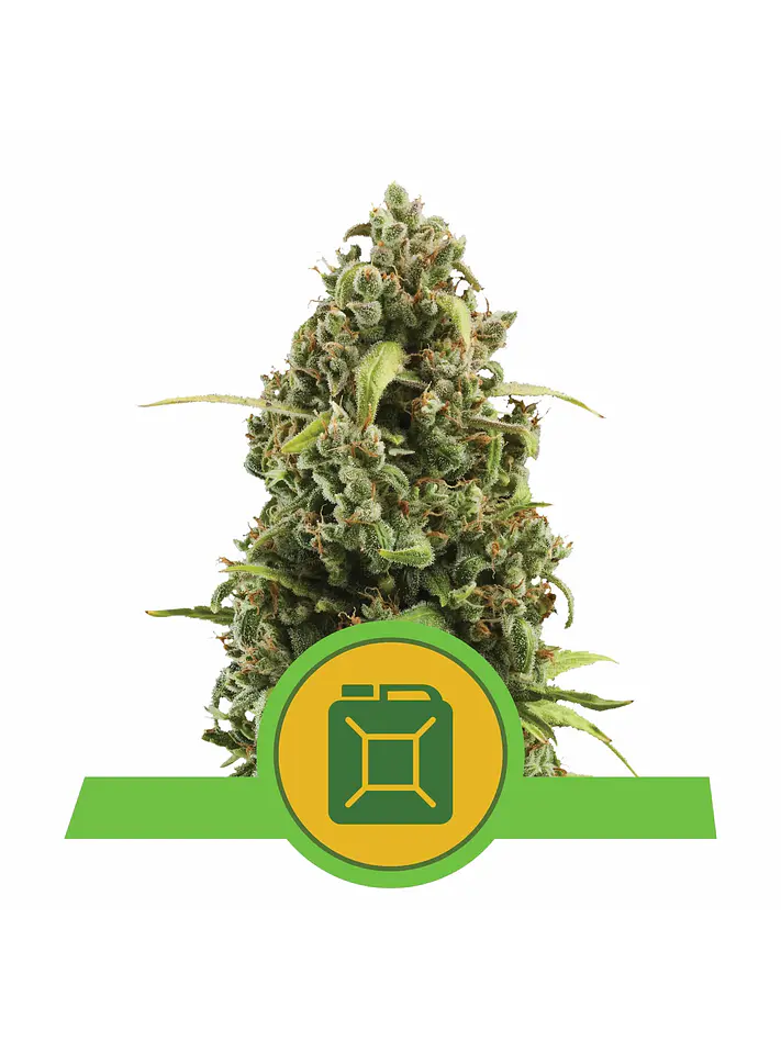 Diesel Auto -Royal Queen (X10/X3) 3