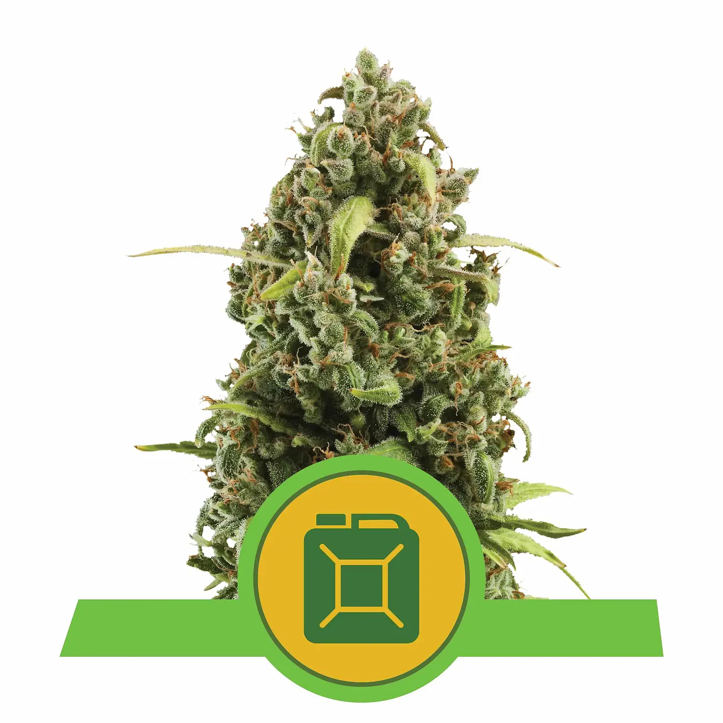 Diesel Auto -Royal Queen (X10/X3) 3