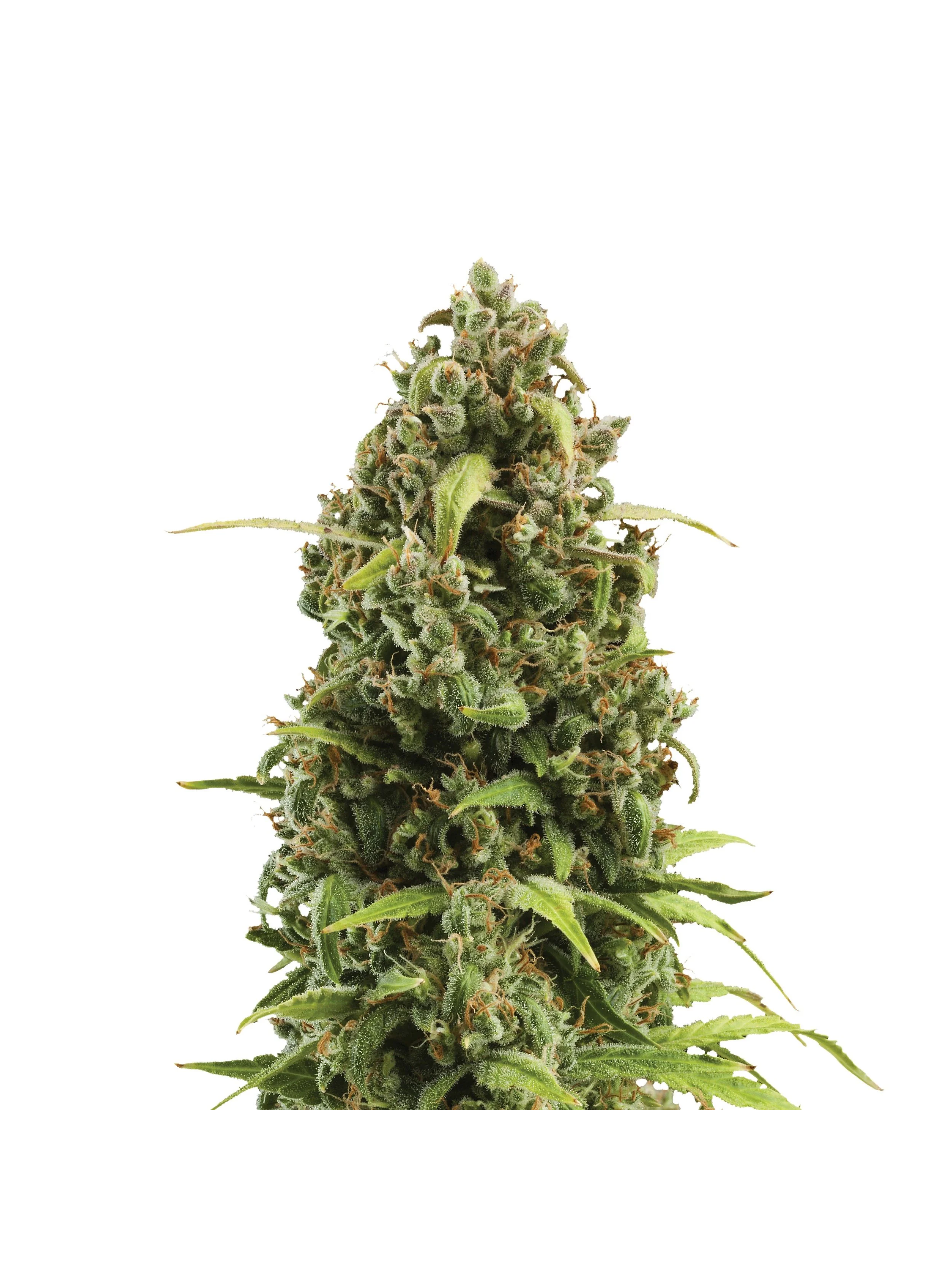 Diesel Auto -Royal Queen (X10/X3) 4