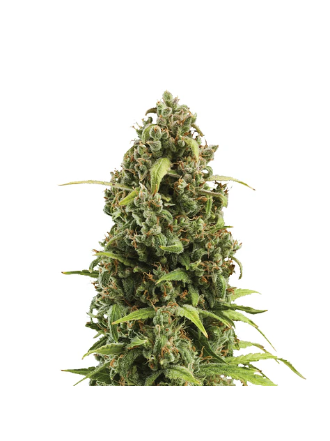 Diesel Auto -Royal Queen (X10/X3) 4