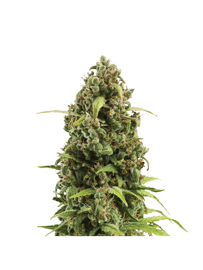 Diesel Auto -Royal Queen (X10/X3) 4