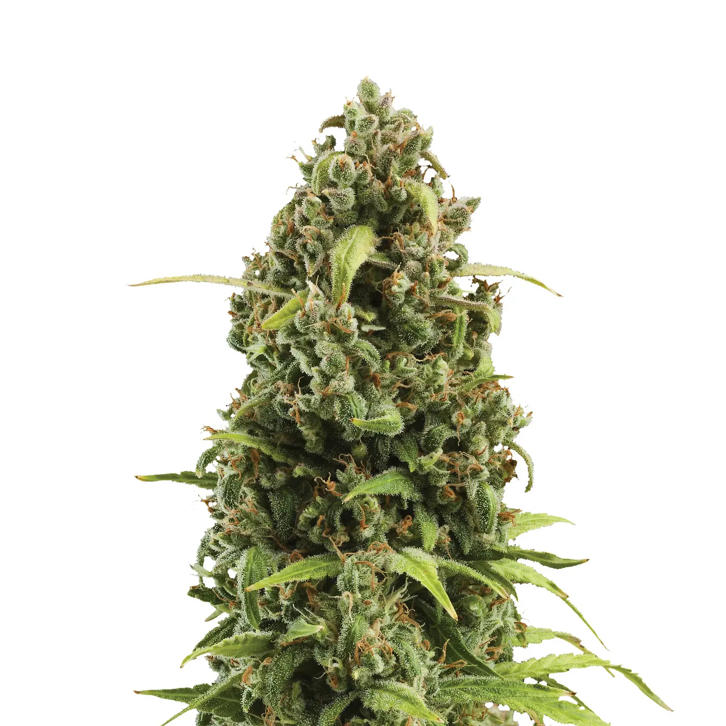 Diesel Auto -Royal Queen (X10/X3) 4