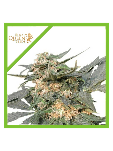 Royal Jack  Auto X10-Royal Queen Seeds 2