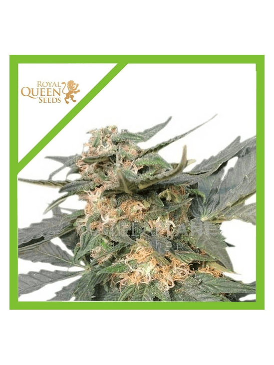 Royal Jack  Auto X10-Royal Queen Seeds 2