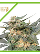 Royal Jack  Auto X10-Royal Queen Seeds - Miniatura 2