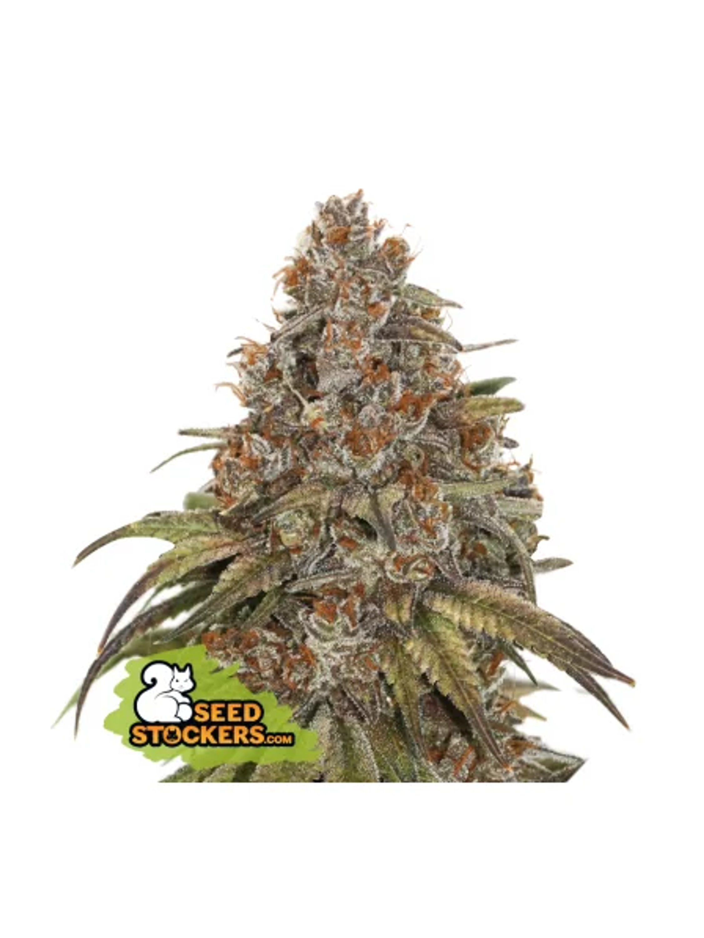 Blackberry Gum Auto X3-Seedstockers 2
