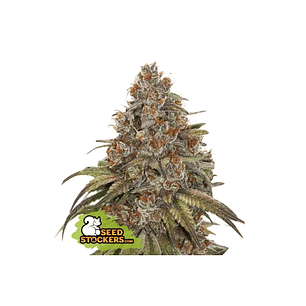 Blackberry Gum Auto X3-Seedstockers