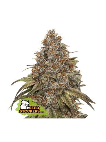 Blackberry Gum Auto X3-Seedstockers 2