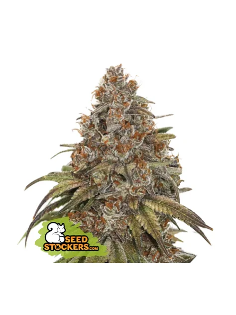 Blackberry Gum Auto -Seedstockers (X3) 2