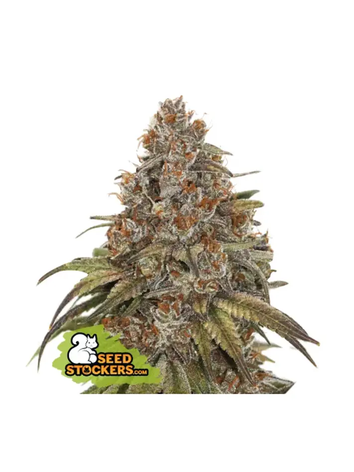 Blackberry Gum Auto -Seedstockers (X3) 2