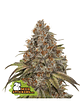 Blackberry Gum Auto X3-Seedstockers - Miniatura 2