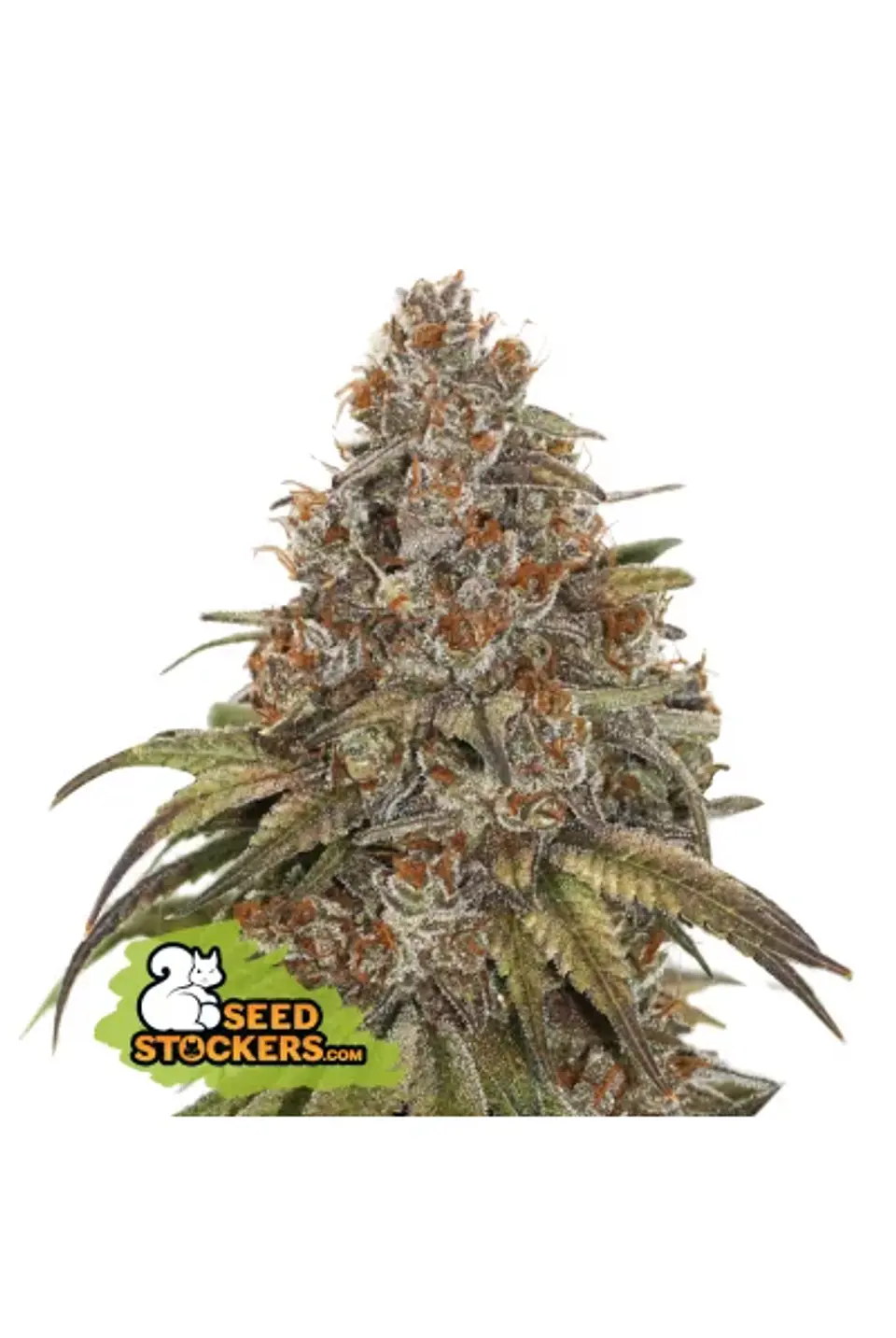 Blackberry Gum Auto -Seedstockers (X3) 2