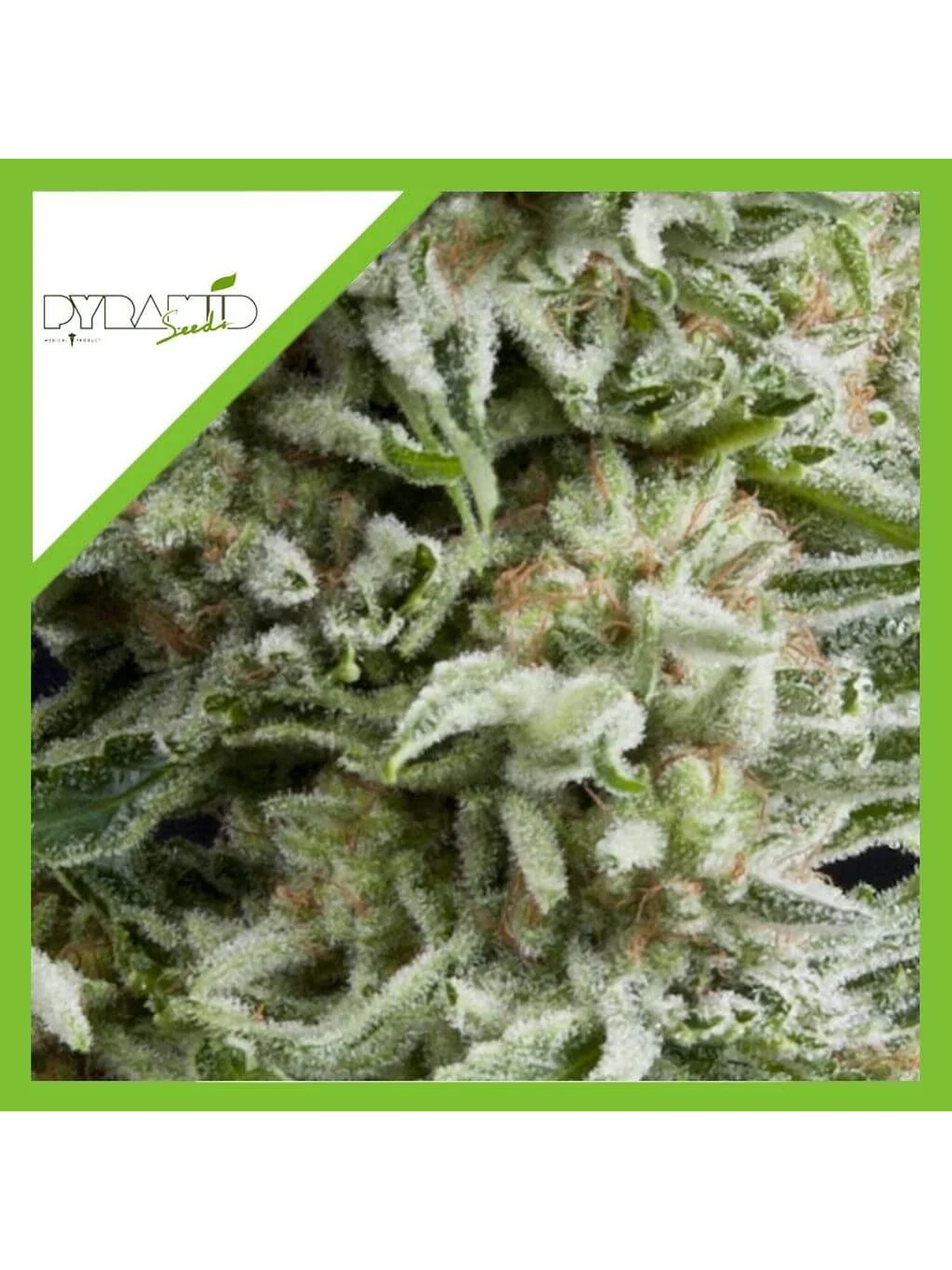 Amnesia Gold Auto -Pyramid Seeds (X5+2/X3+1) 2