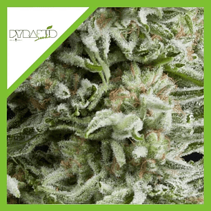 Amnesia Gold Auto X5+2 -Pyramid Seeds