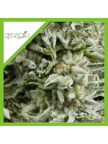 Amnesia Gold Auto X5+2 -Pyramid Seeds 2