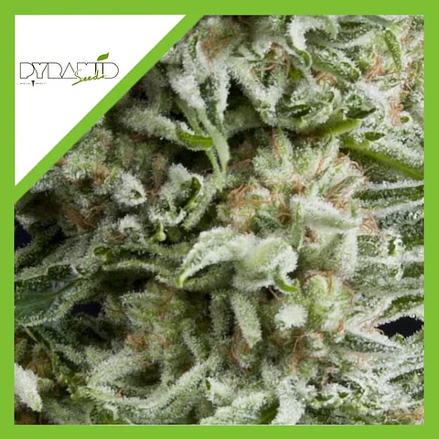 Amnesia Gold Auto -Pyramid Seeds (X5+2/X3+1)
