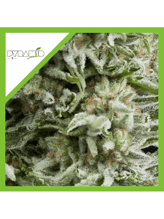 Amnesia Gold Auto X5+2 -Pyramid Seeds 2