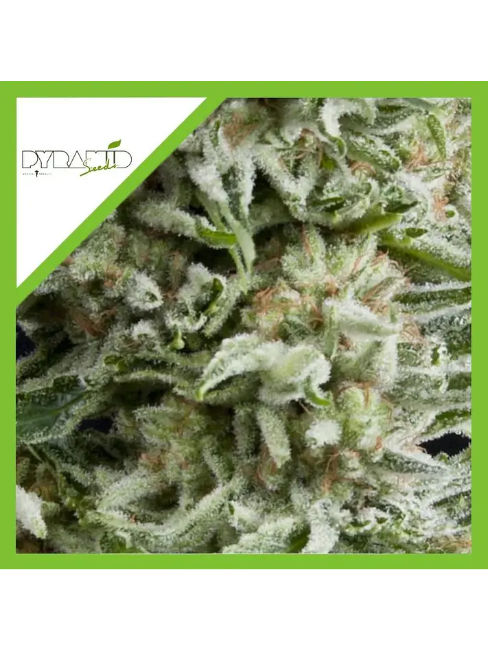 Amnesia Gold Auto -Pyramid Seeds (X5+2/X3+1) 2
