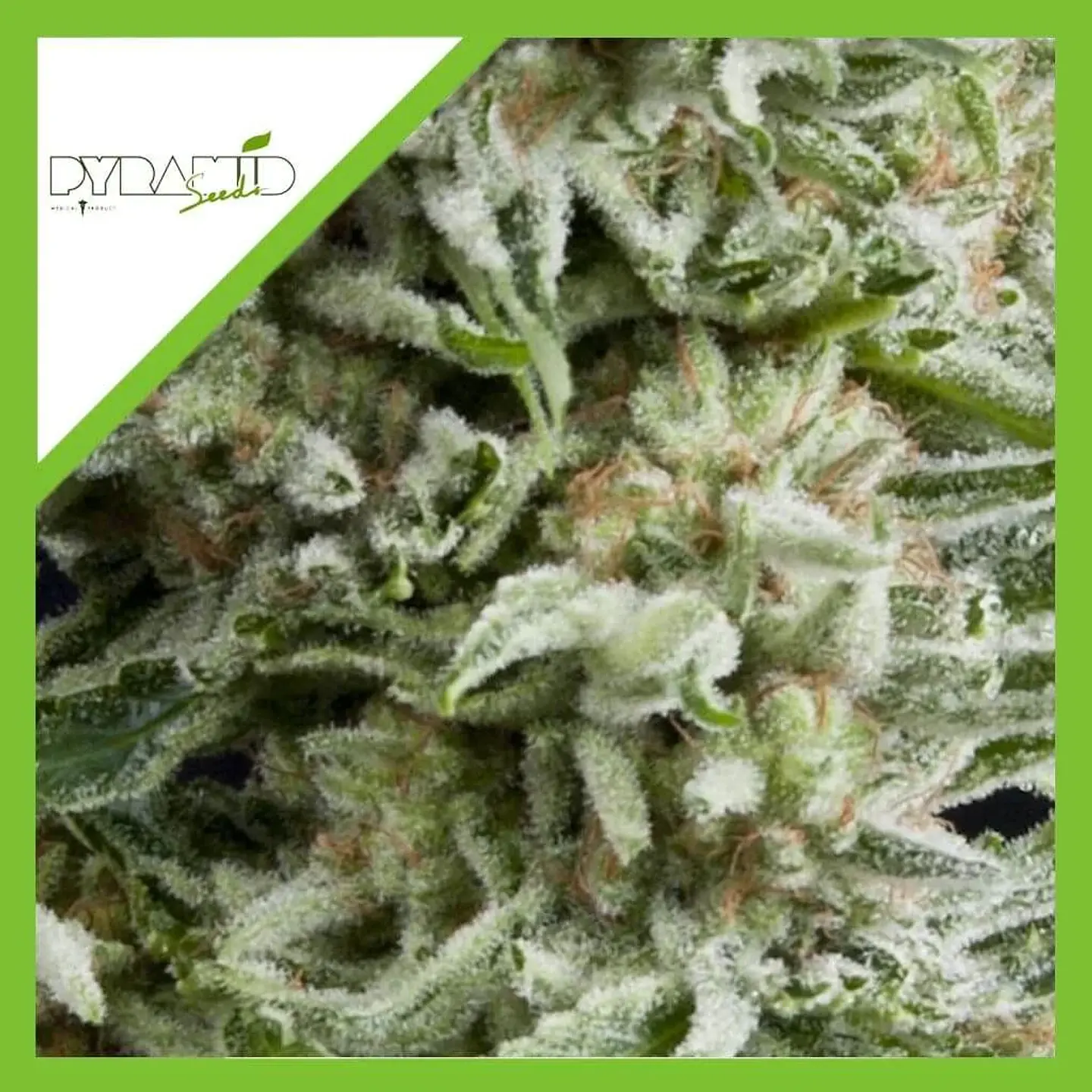 Amnesia Gold Auto -Pyramid Seeds (X5+2/X3+1) 2