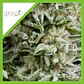Amnesia Gold Auto -Pyramid Seeds (X5+2/X3+1) - Miniatura 2