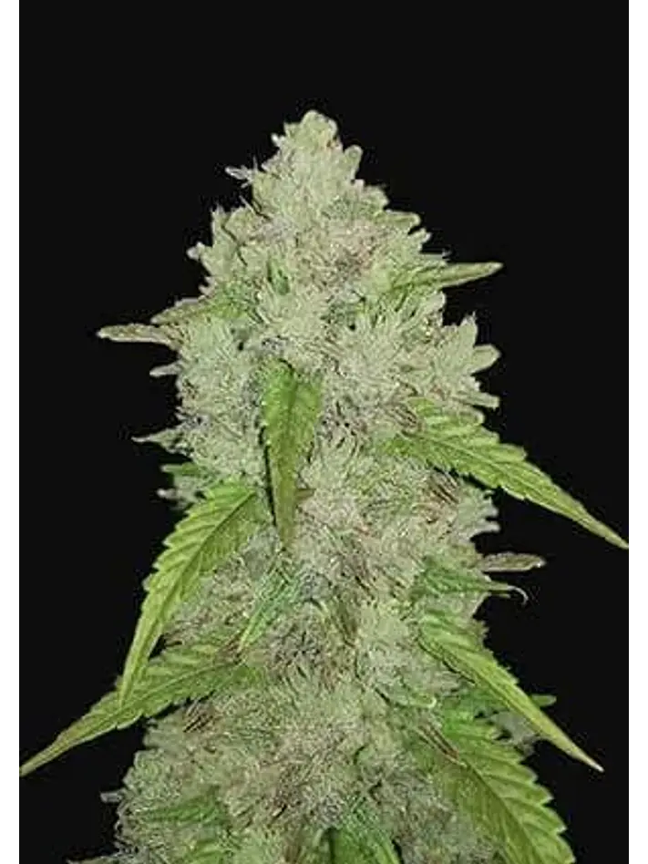 Original Amnesia Haze Auto -Fast Buds (X3/X1) 3