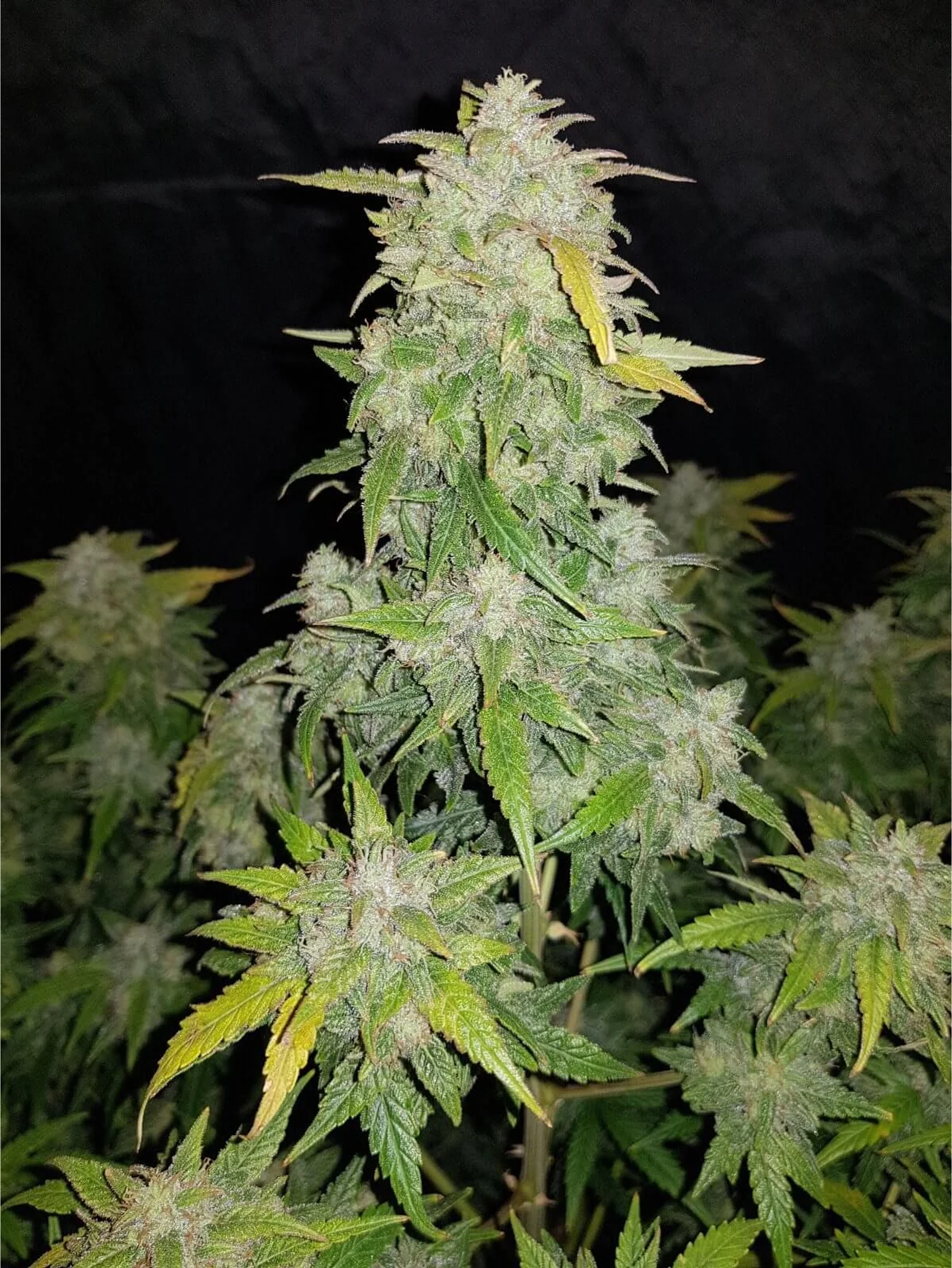 Original Amnesia Haze Auto -Fast Buds (X3/X1) 4