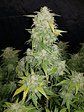 Original Amnesia Haze  Auto X3-Fast Buds - Miniatura 4