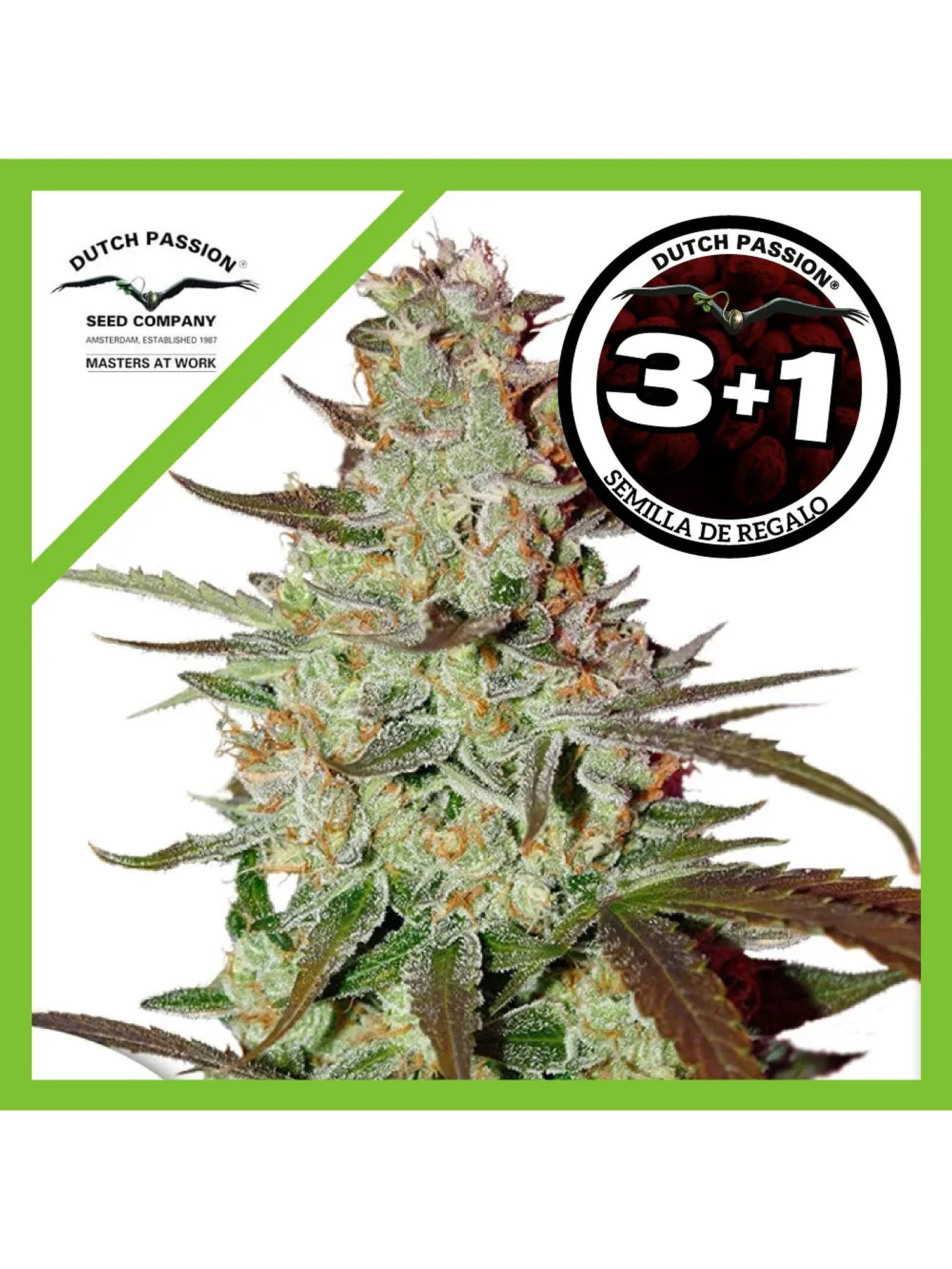 Blue Mazar Auto -Dutch Passion (X3/X3+1) 4