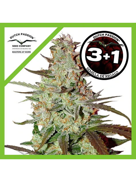 Blue Mazar Auto -Dutch Passion X3+1 4