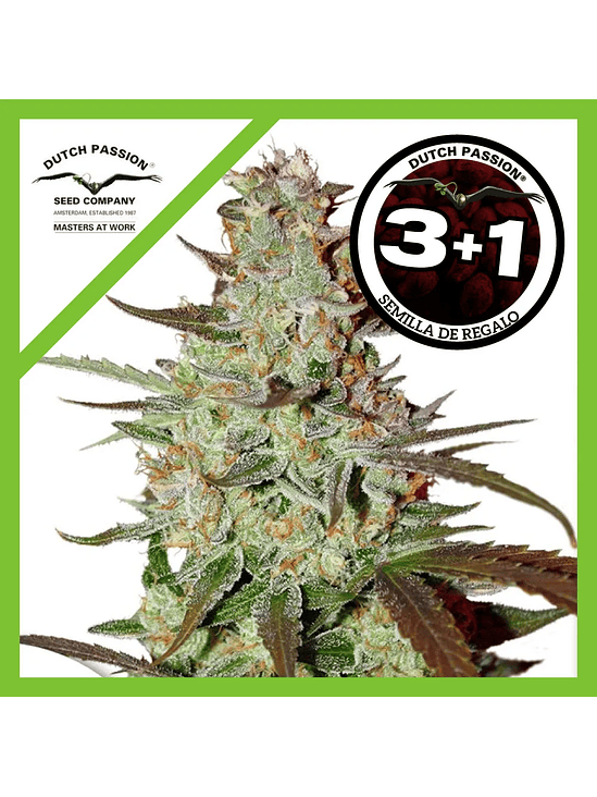 Blue Mazar  Auto X3-Dutch Passion 4