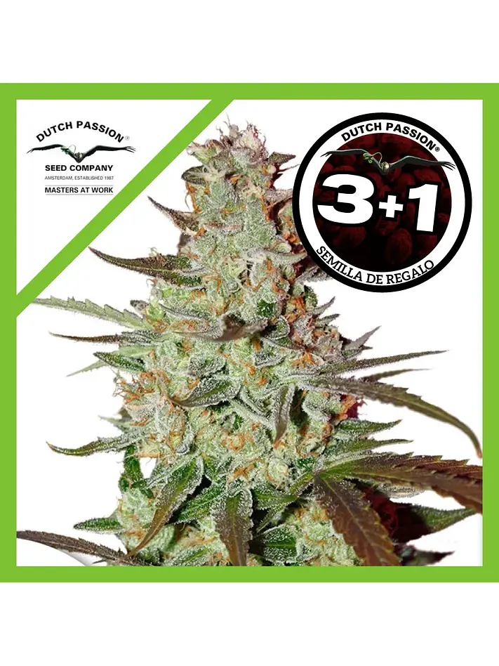 Blue Mazar Auto -Dutch Passion X3+1 4
