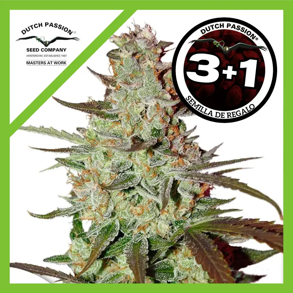 Blue Mazar Auto -Dutch Passion X3+1 4
