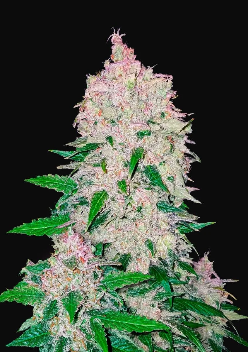 Stardawg Auto -Fast Buds (X3/X1) 2